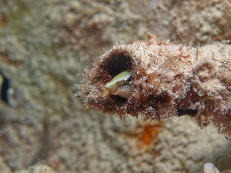 Fish, Home Reef